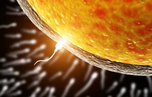 Ovulo sceglie sperma per la fecondazione, e non viceversa: scienziati