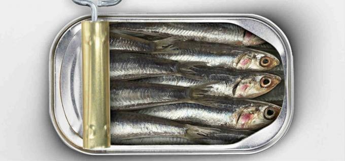 sardine