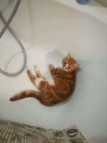 Le dichiarazioni di "esperti" sui pericoli di lavaggi frequenti mio gatto probabilmente sarebbe d