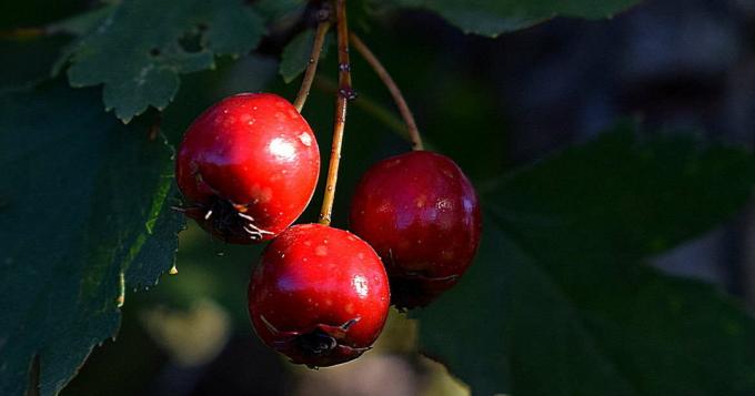Hawthorn - biancospino frutta