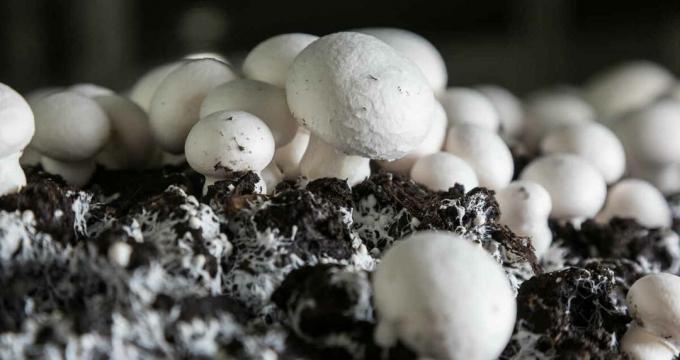Funghi - mushroomy champignon