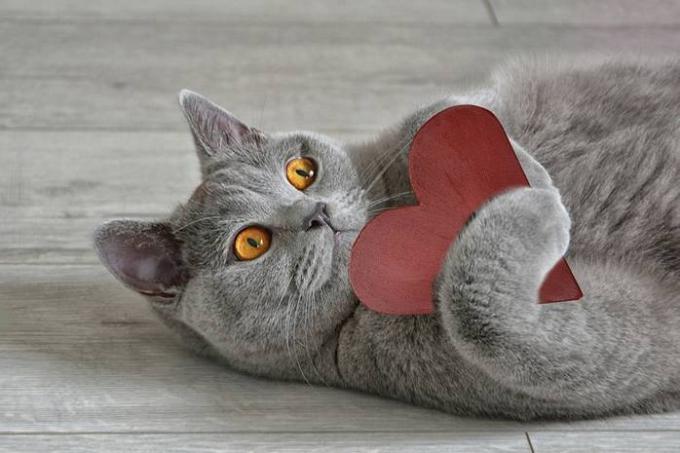 15 fatti sui gatti che li rendono ancora più amore