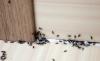 Quanto velocemente e in modo permanente sbarazzarsi di formiche in casa
