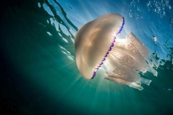 Se una medusa punge: cosa puoi e cosa non puoi fare