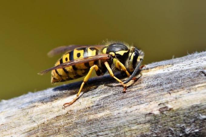 Morso da una vespa: come aiutare il vostro bambino