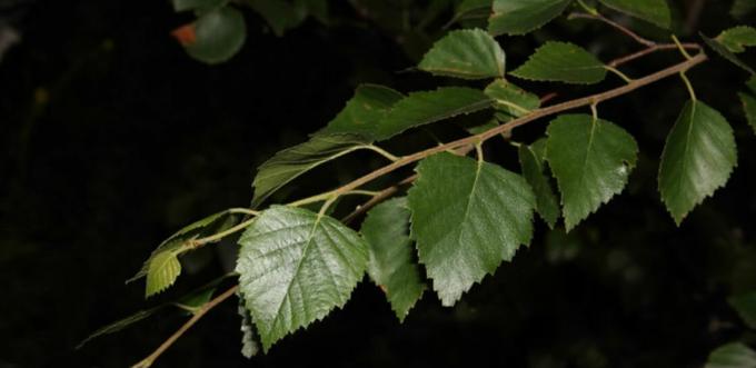 foglie di betulla - foglie di betulla
