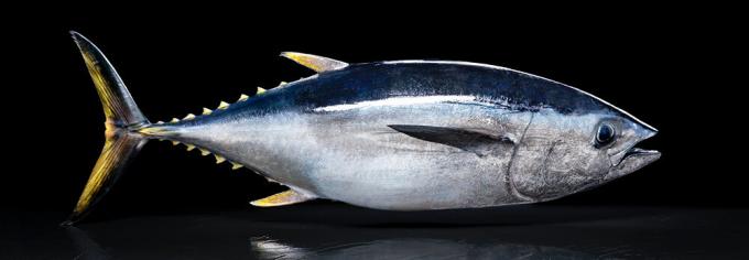tonno del Pacifico - di tonno del Pacifico